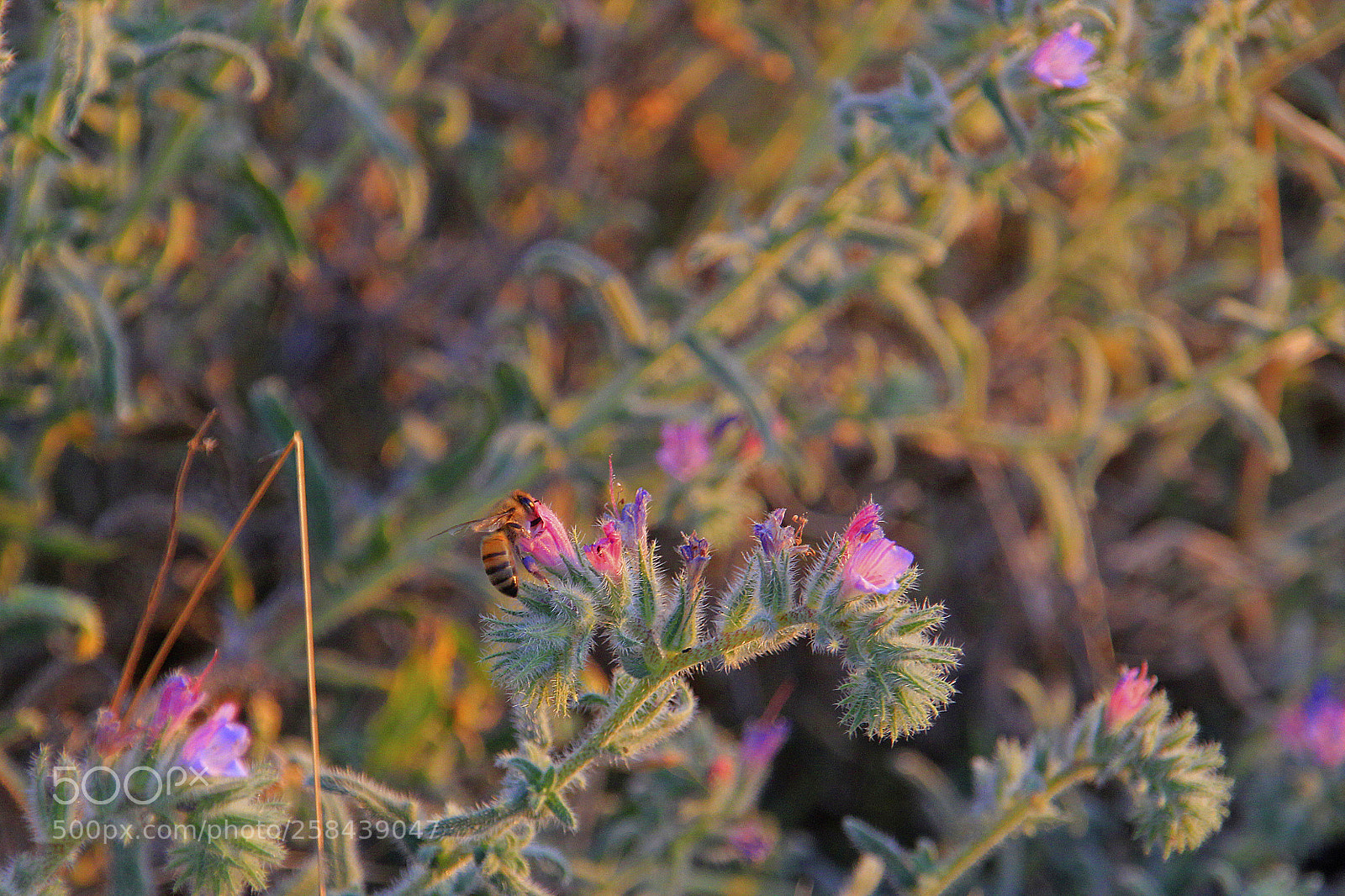 Canon EOS 550D (EOS Rebel T2i / EOS Kiss X4) sample photo. Last honey of the photography