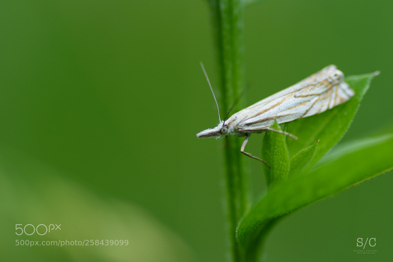 Nikon D7200 sample photo. Insect #11 photography