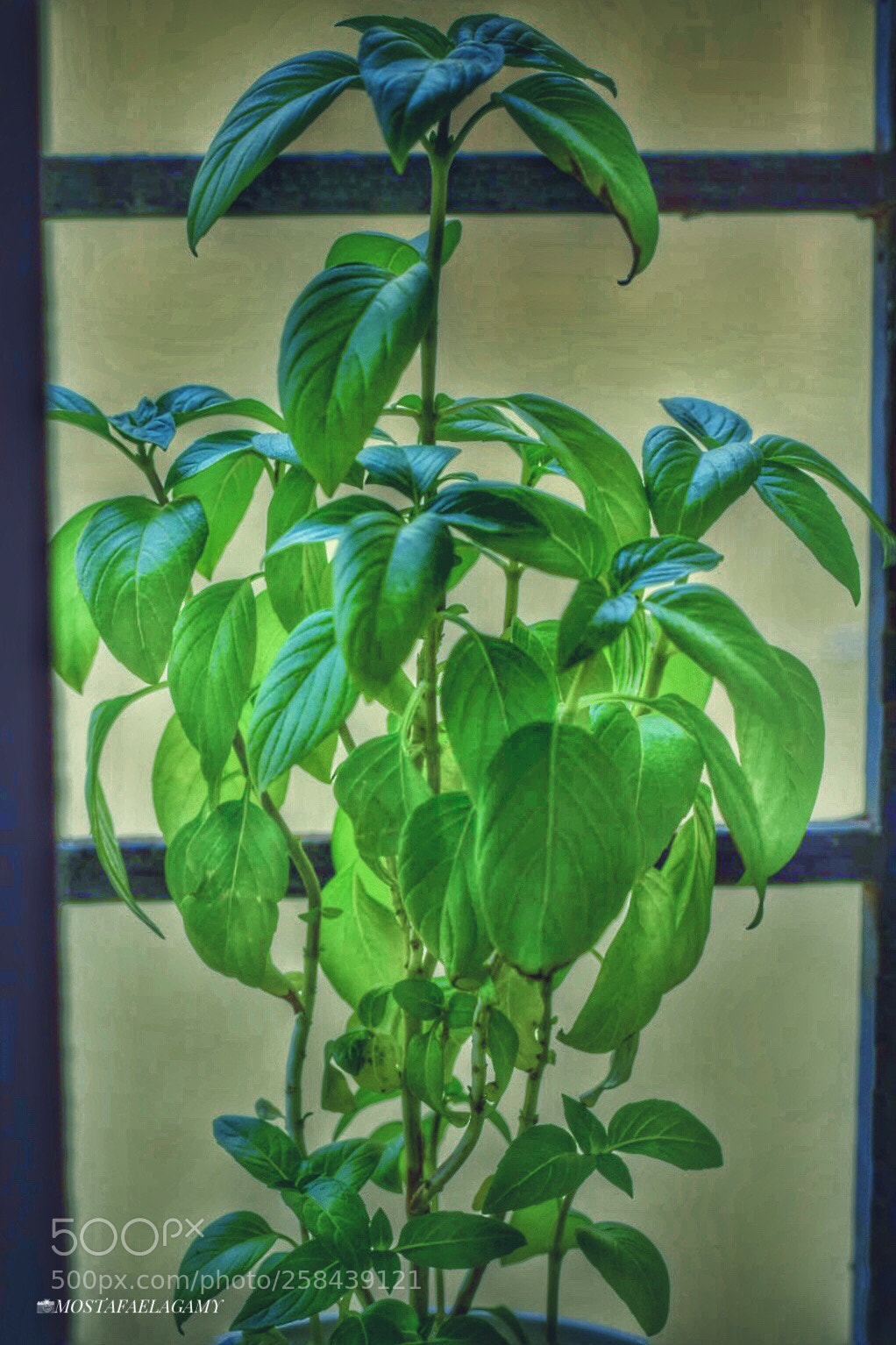 Nikon D5300 sample photo. Green day  photography
