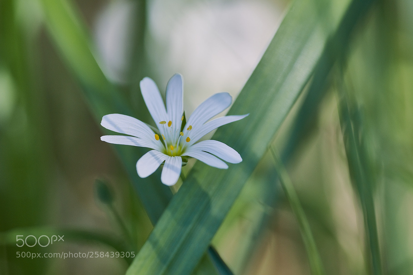 Canon EOS 80D sample photo. Stellaria photography