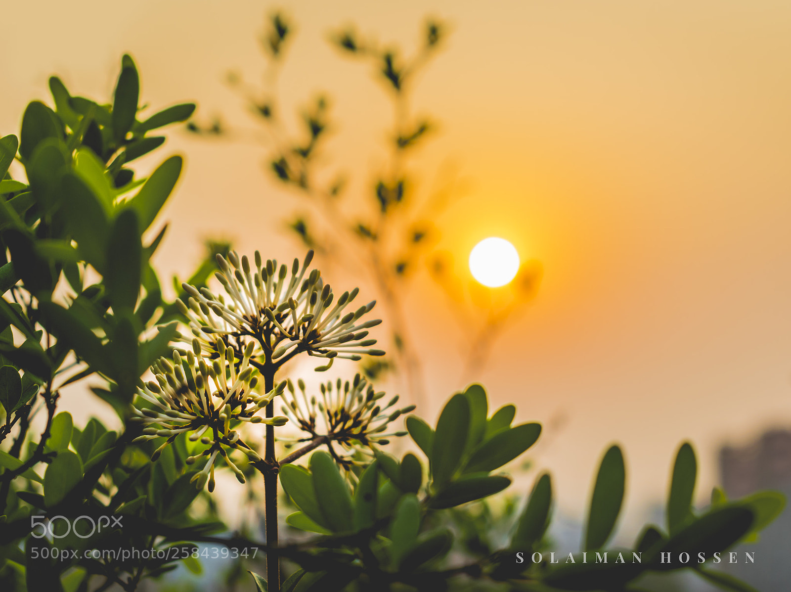 Nikon D5300 sample photo. Golden hour photography
