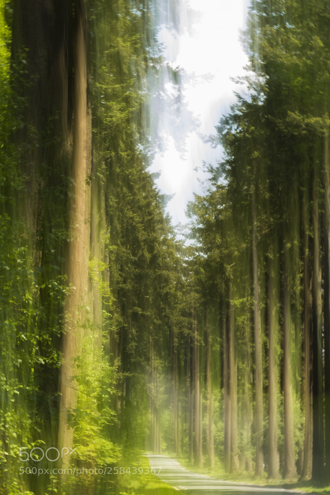 Fujifilm X-T2 sample photo. "endless trees" photography
