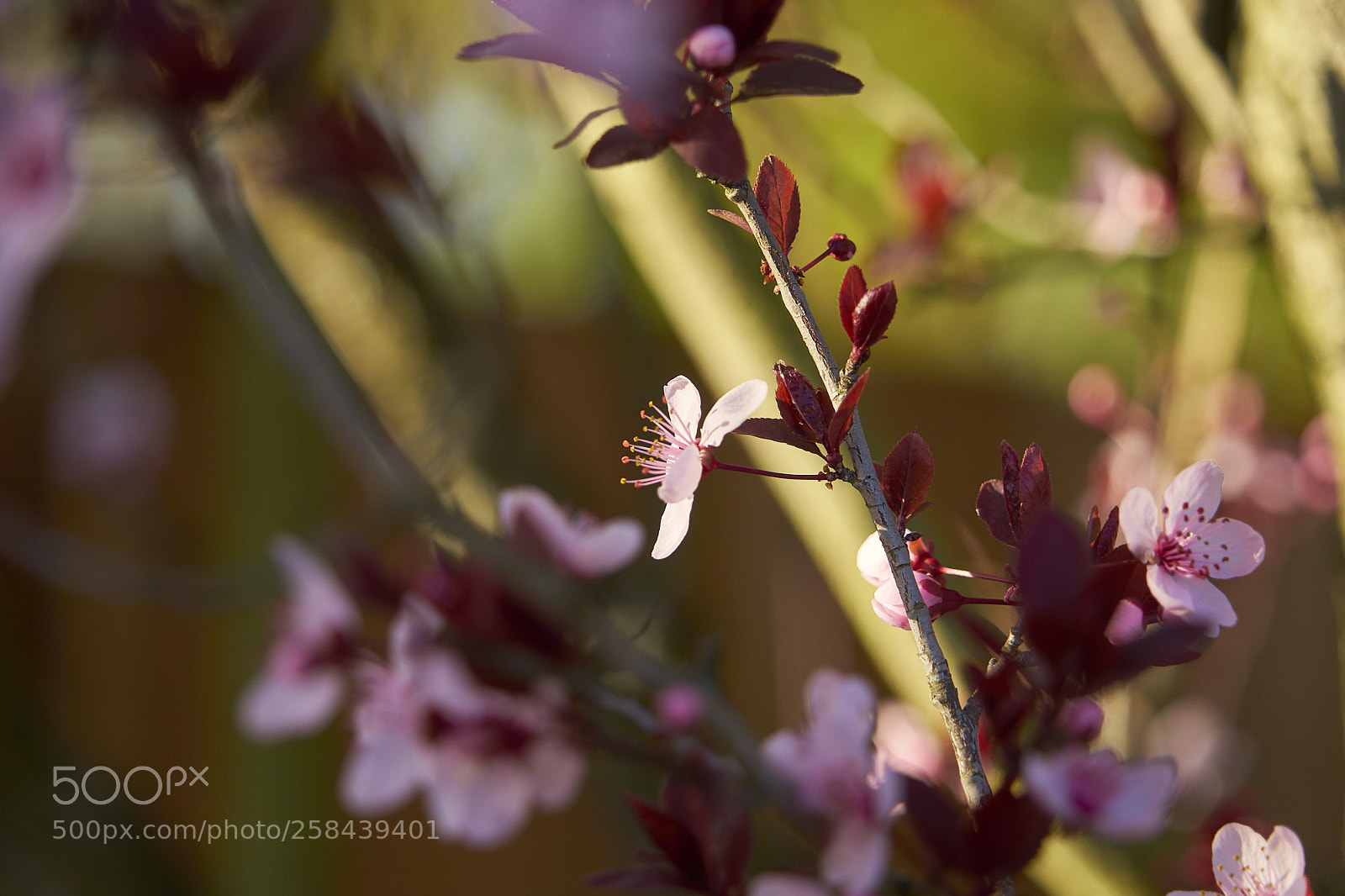 Sony a7 II sample photo. Cherry blossoms photography