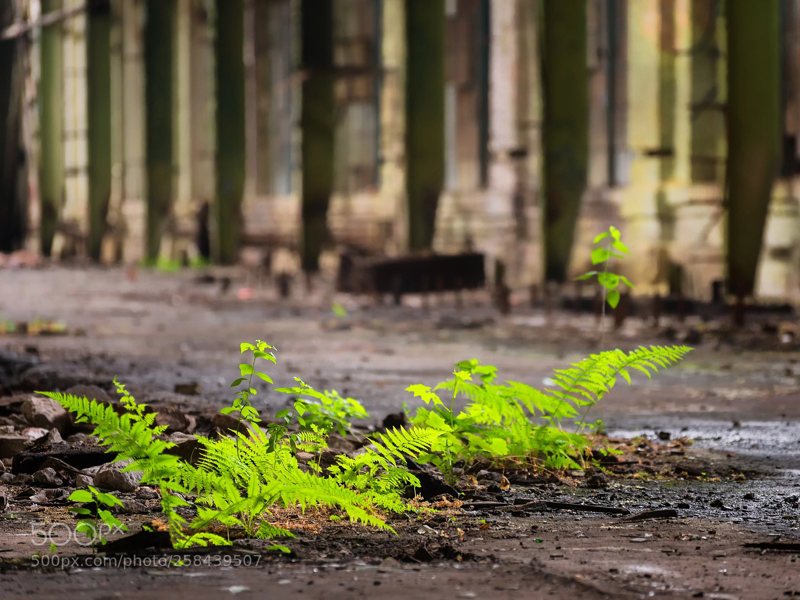 Nikon D610 sample photo. Factory of life photography