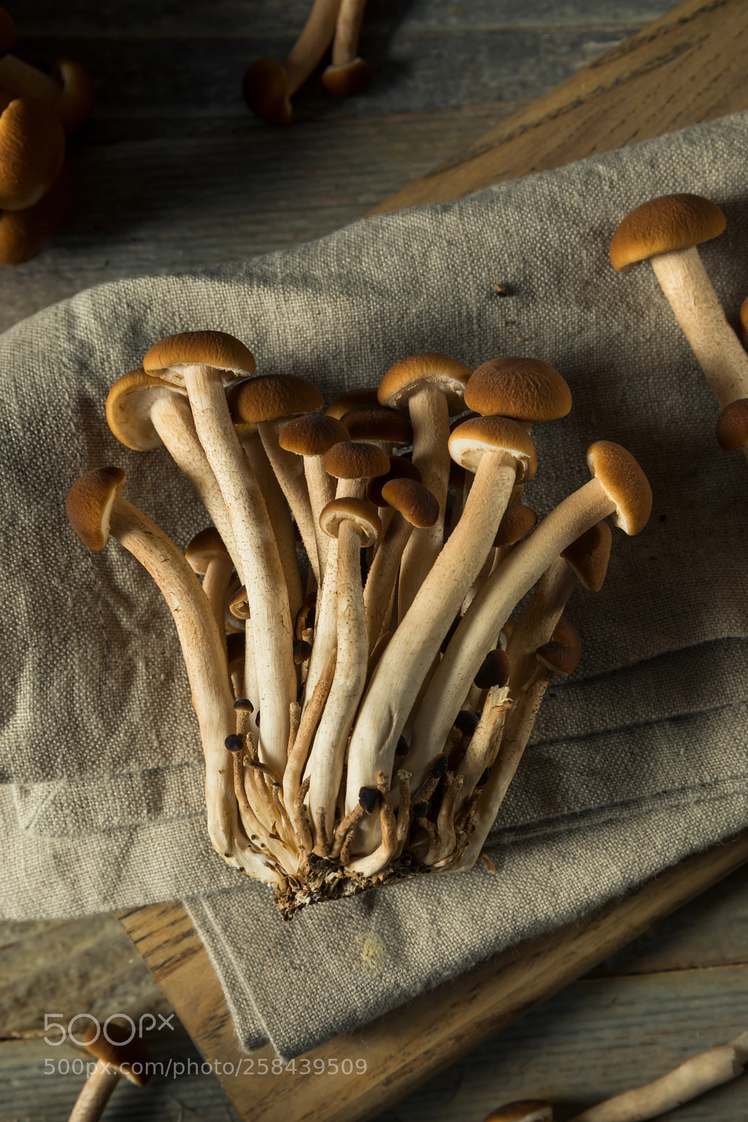 Canon EOS 5D Mark IV sample photo. Raw brown pioppini mushrooms photography