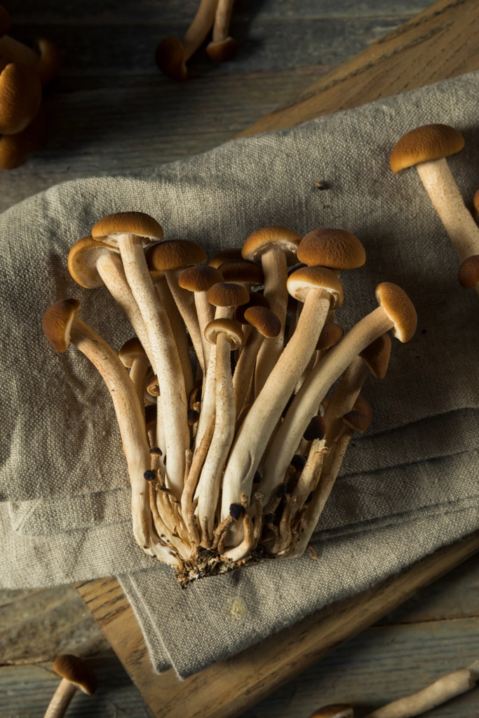 Raw Brown Pioppini Mushrooms by Brent Hofacker on 500px.com