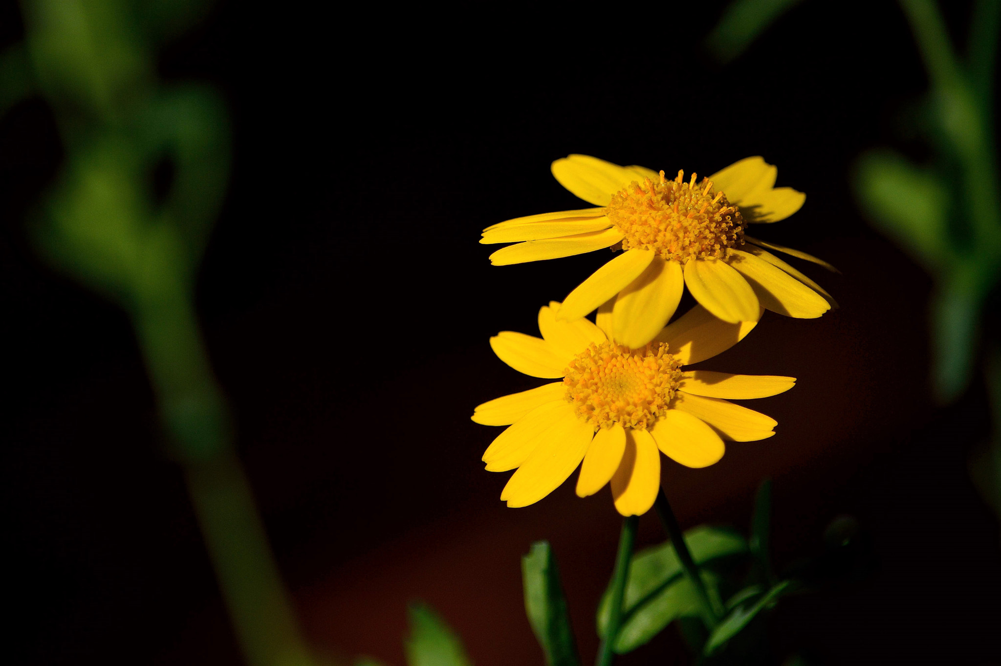 Nikon D3200 sample photo. Wildflowers photography