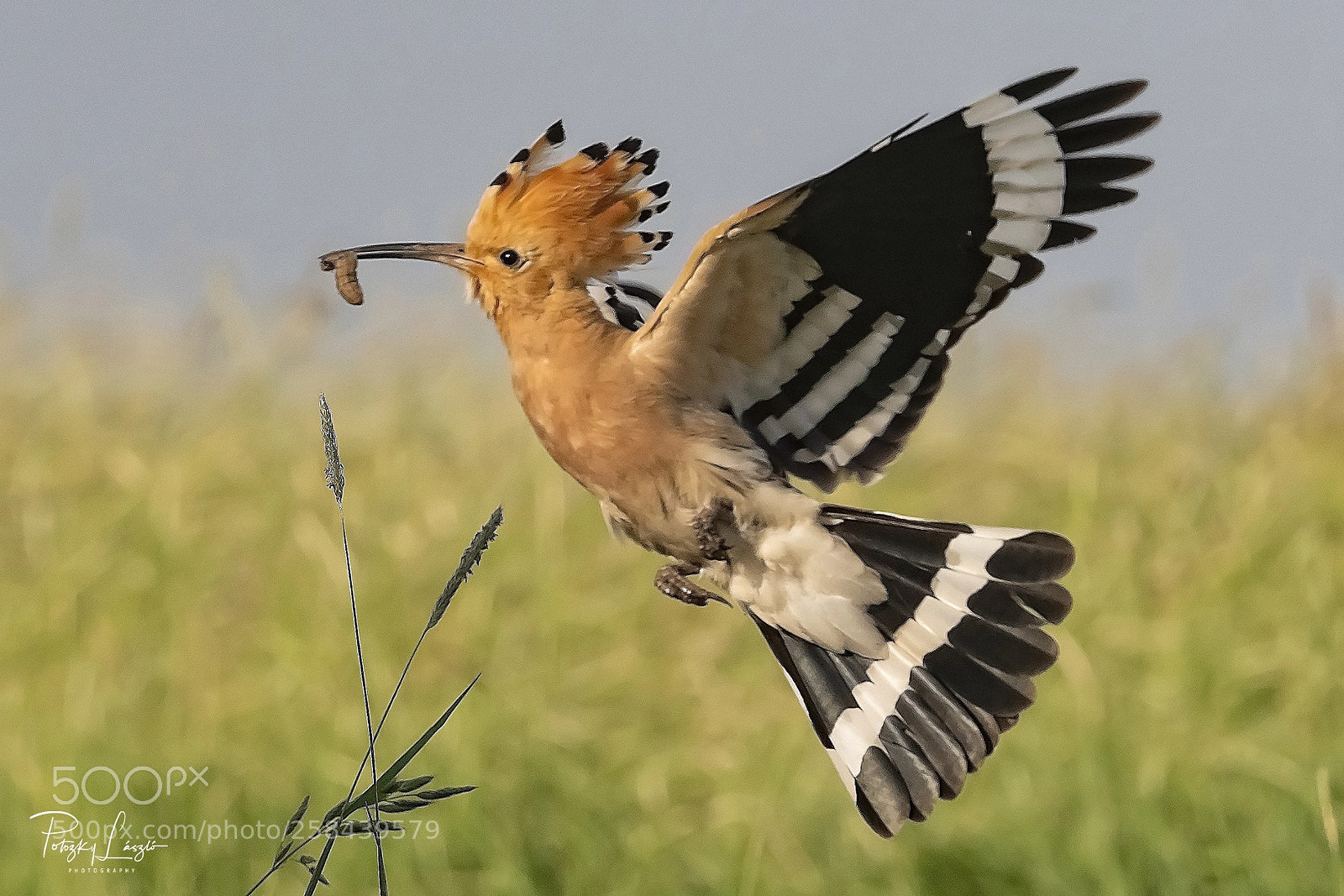 Olympus OM-D E-M1 Mark II sample photo. Hoopoe photography