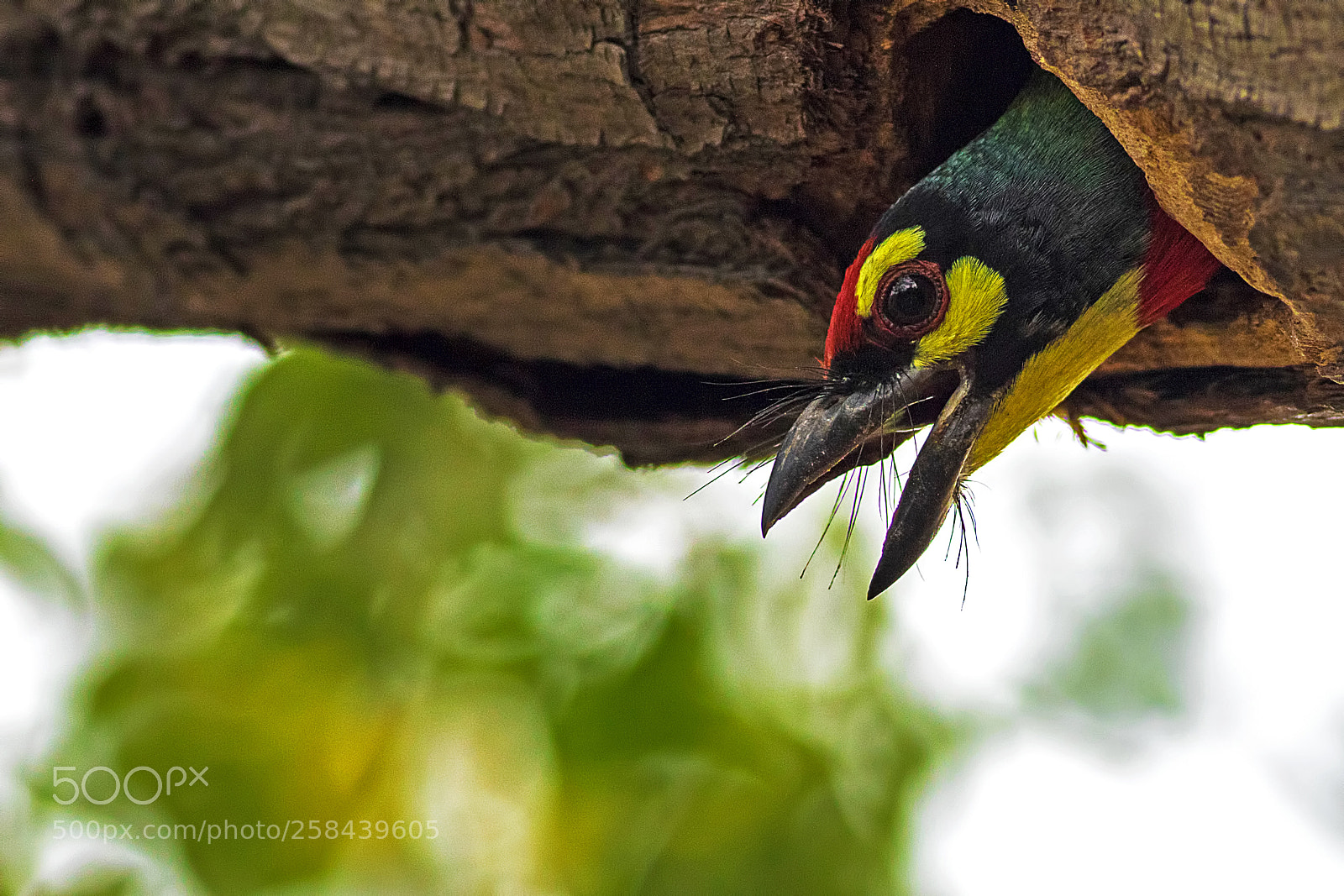 Canon EOS 7D Mark II sample photo. Coppersmith barbet photography