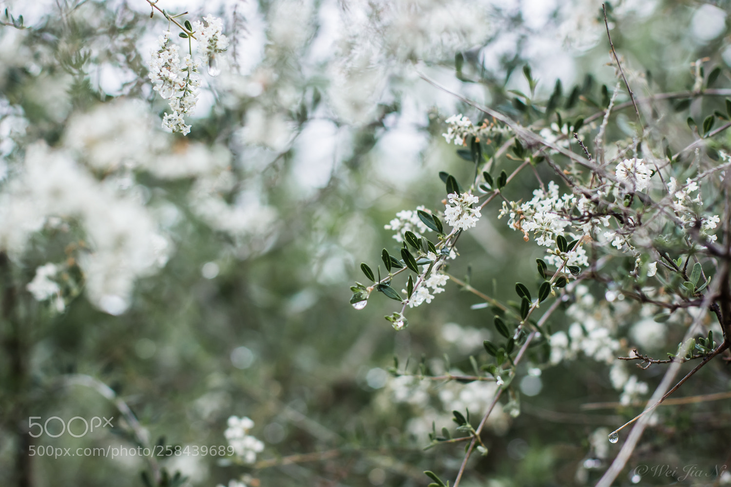 Canon EOS 600D (Rebel EOS T3i / EOS Kiss X5) sample photo. Patern of nature photography