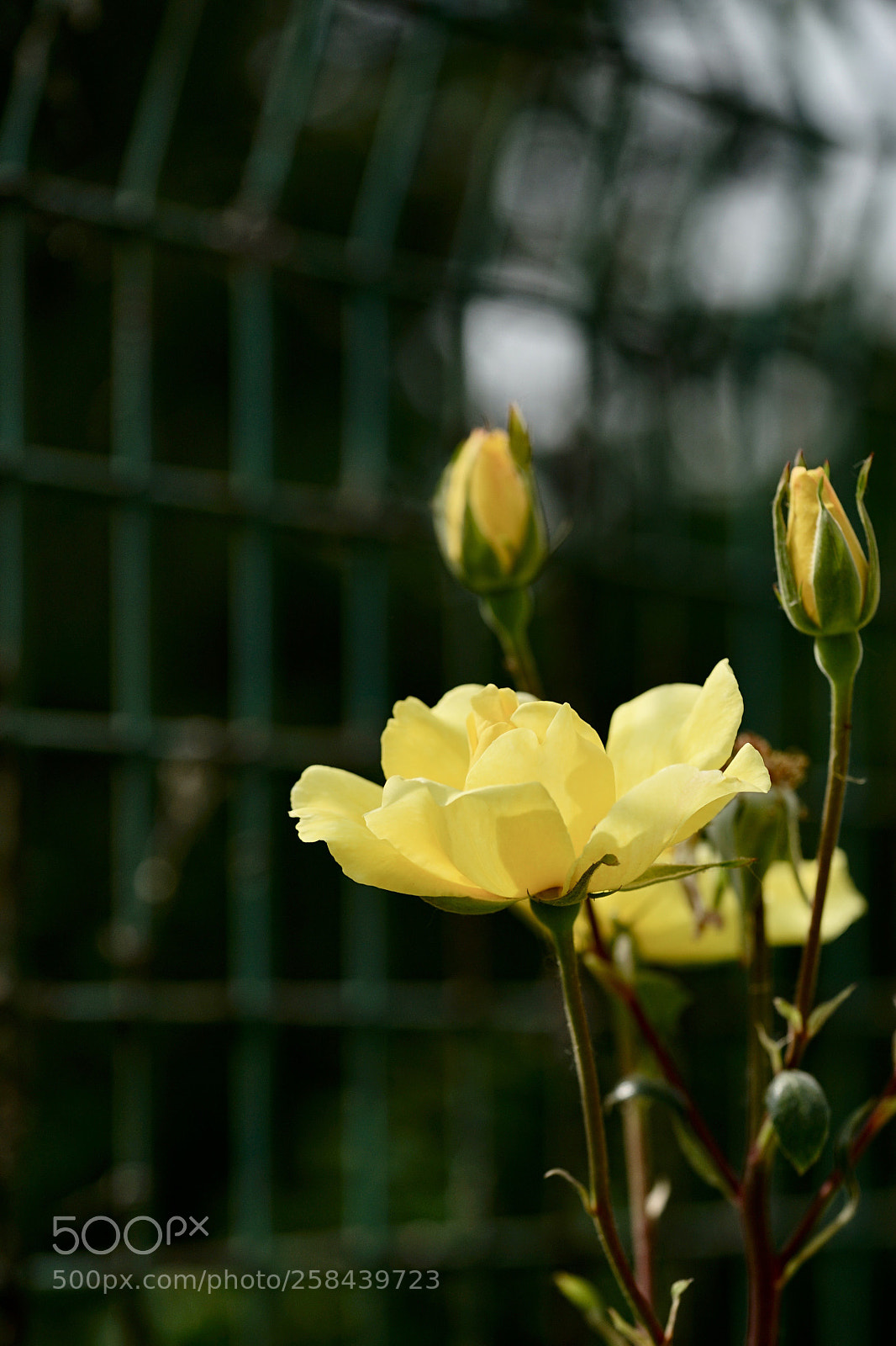 Sony a7 II sample photo. 花与蕾 photography