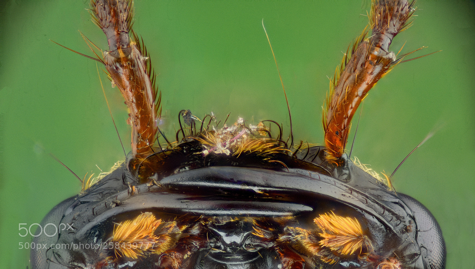 Nikon D810 sample photo. Mandible of a rove photography
