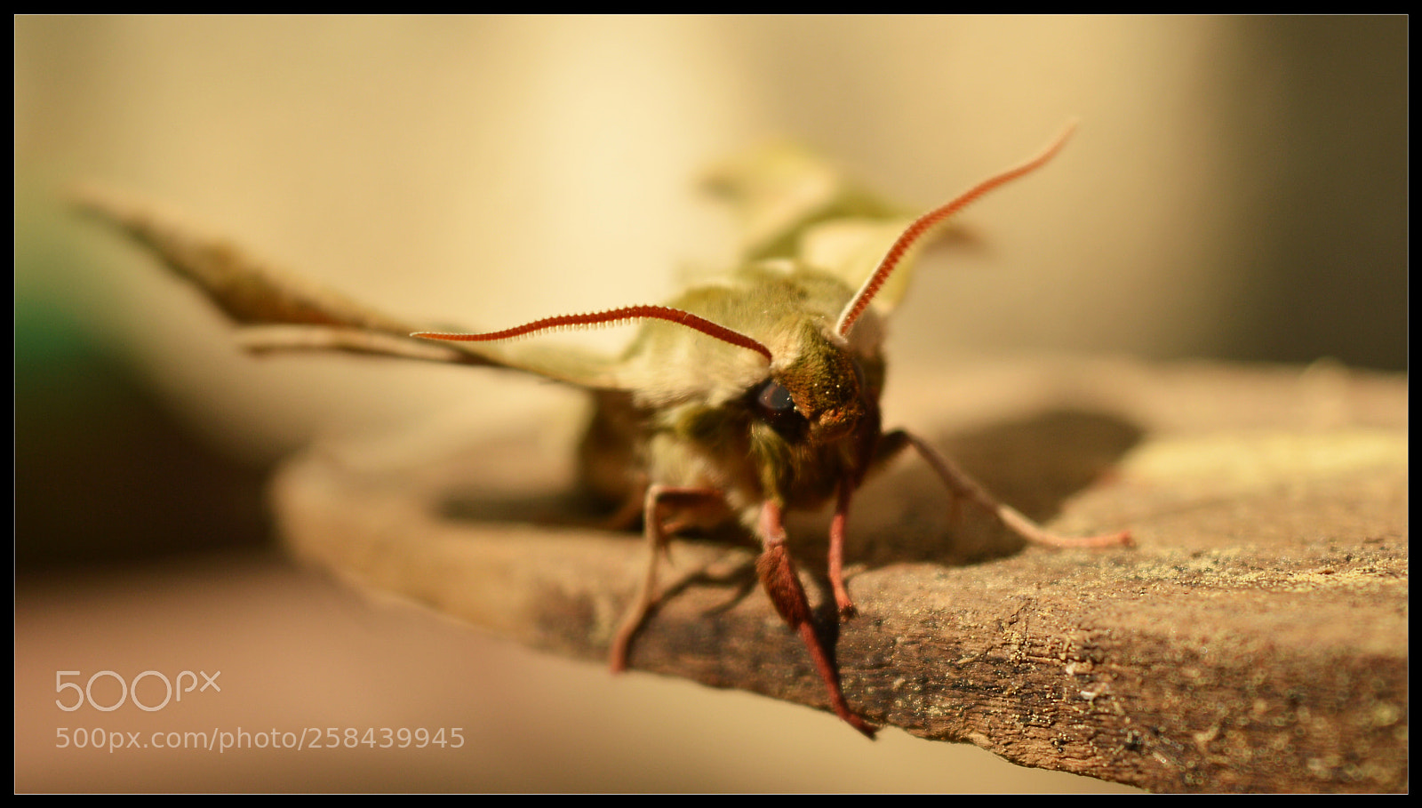 Nikon D3200 sample photo. Moth photography