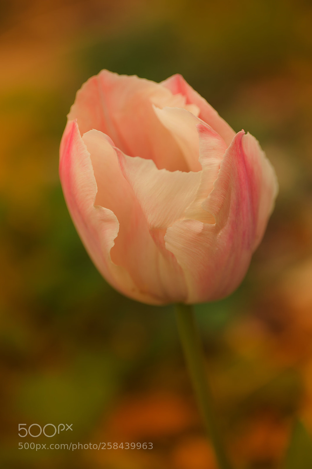 Sony a7R III sample photo. Untitled photography
