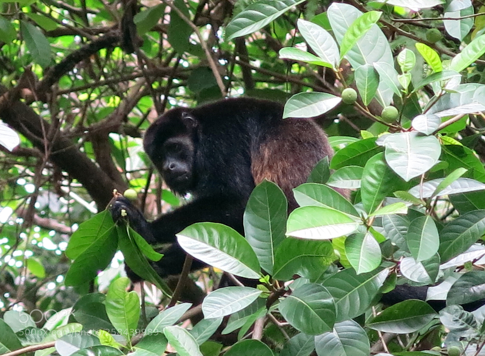 Canon PowerShot G15 sample photo. Img 0954-0.jpg primate, ape photography