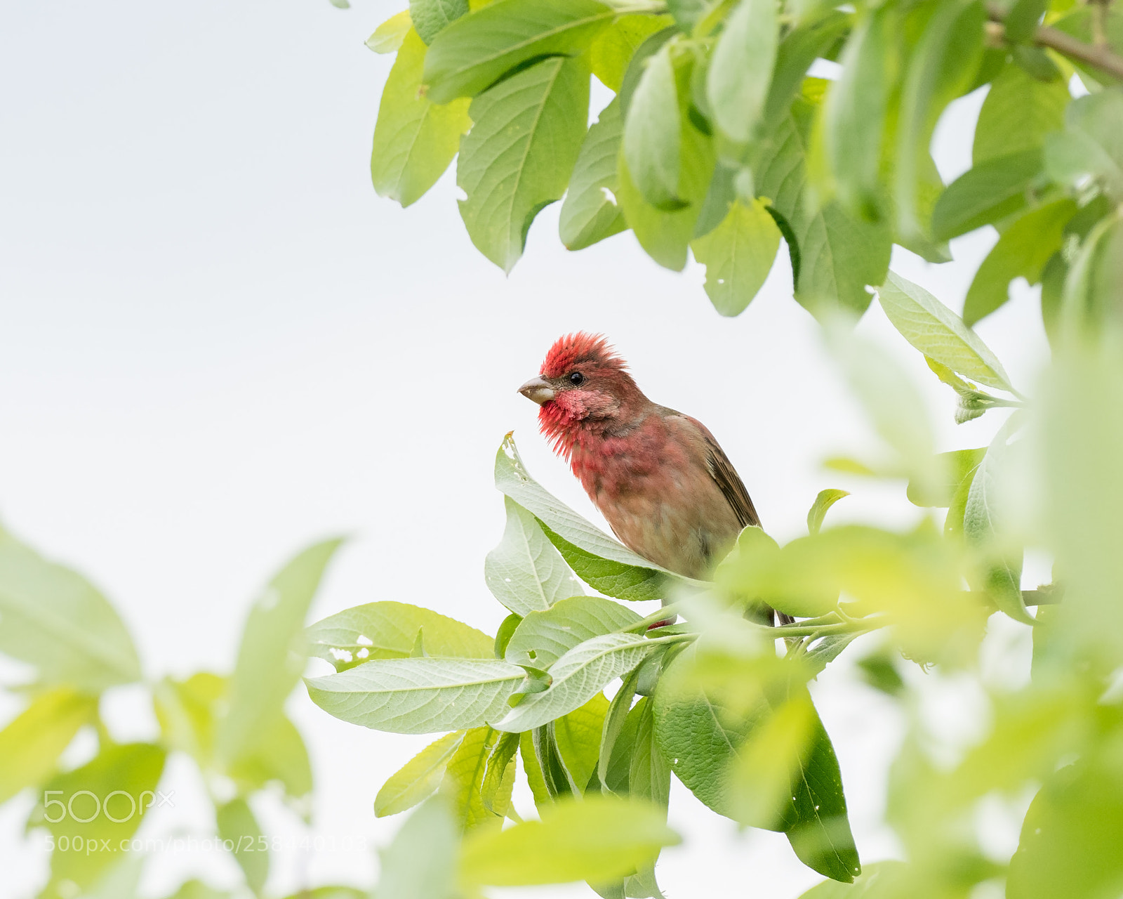 Olympus OM-D E-M1 Mark II sample photo. Common rosefinch photography