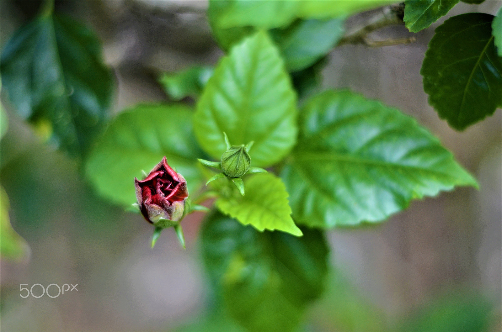 Nikon D7000 + Nikon AF Nikkor 50mm F1.8D sample photo. Flower bud photography