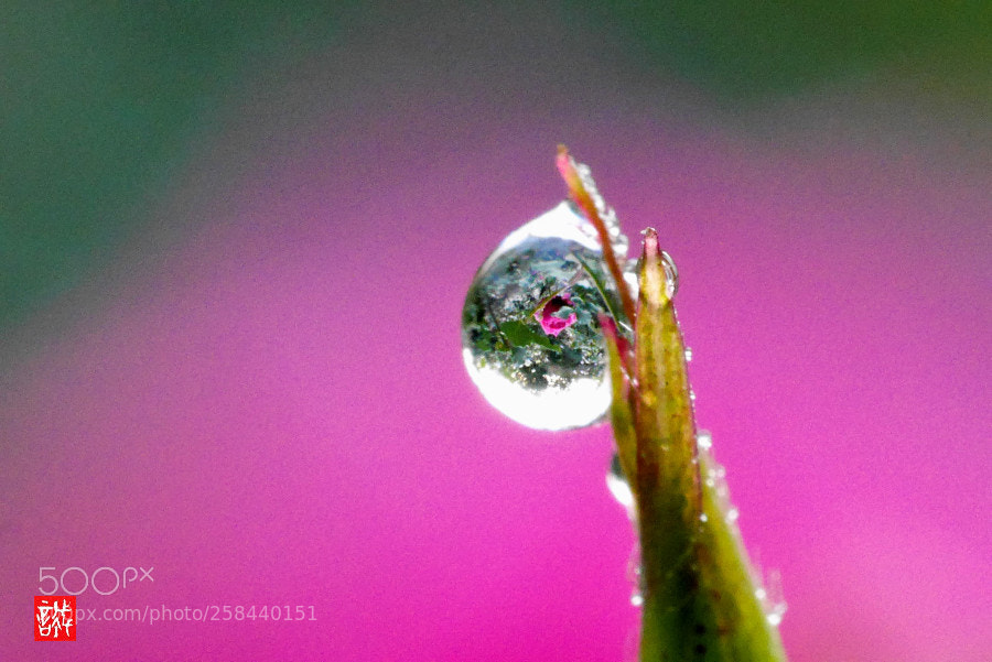 Panasonic Lumix DMC-GX7 sample photo. Morning dew 0518 photography