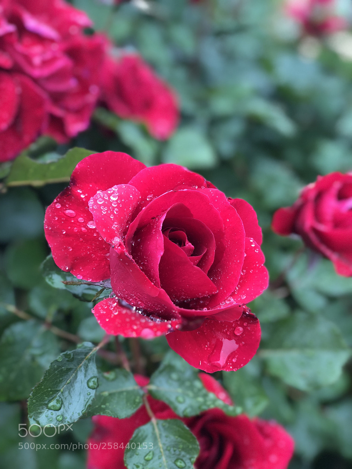 Apple iPhone X sample photo. Red rose  photography