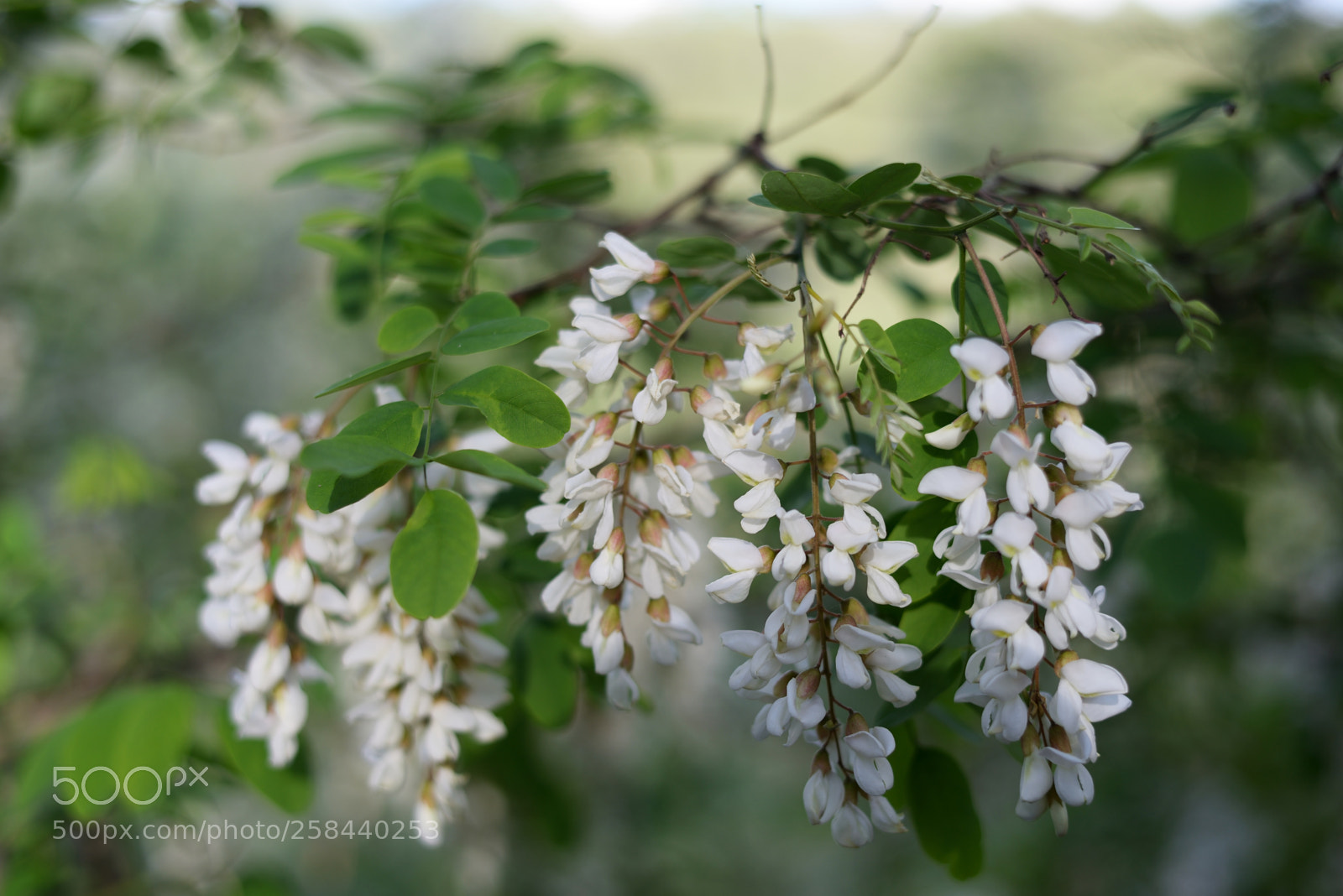 Nikon D610 sample photo. * * * photography