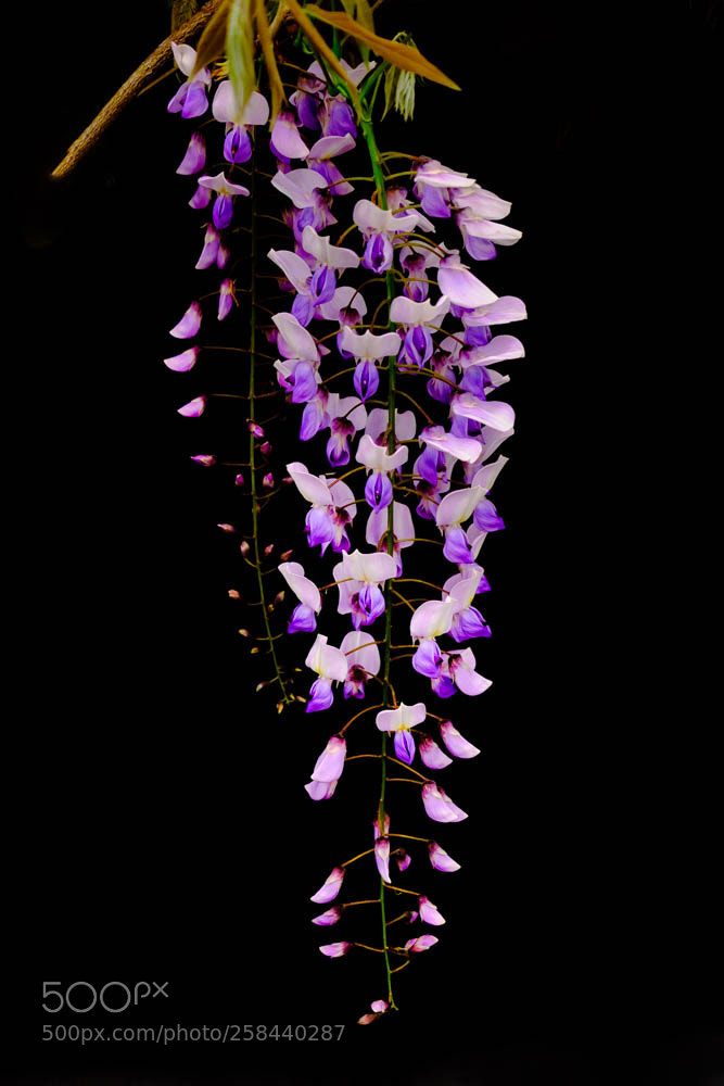 Fujifilm X-T2 sample photo. Wisteria (of ) photography