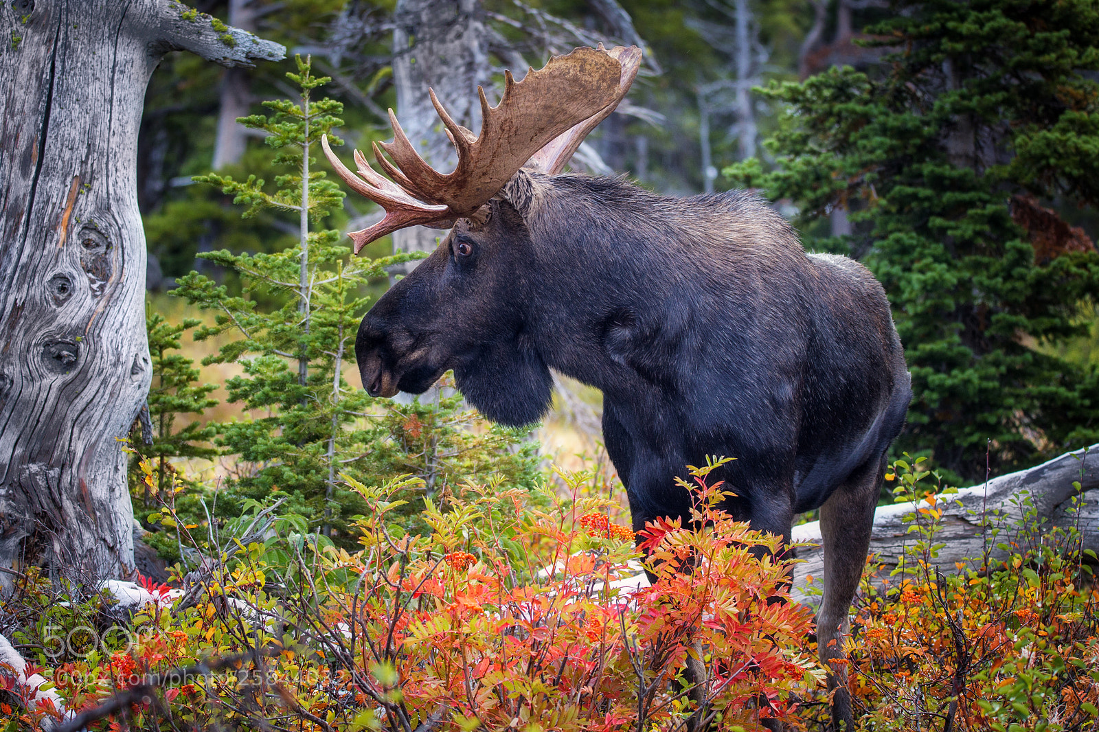 Canon EOS 6D sample photo. Moose photography