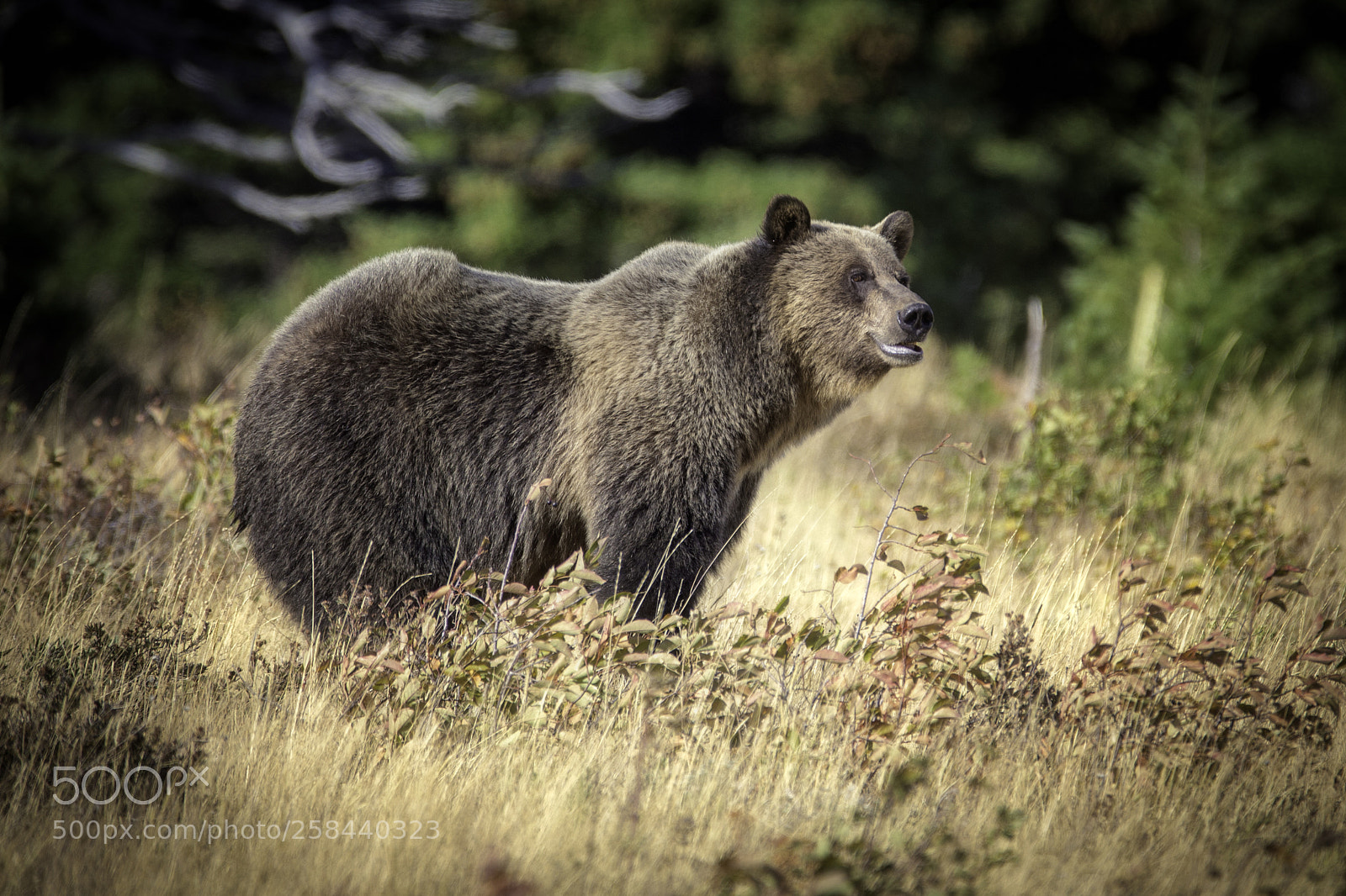 Canon EOS 6D sample photo. Grizzly bear photography