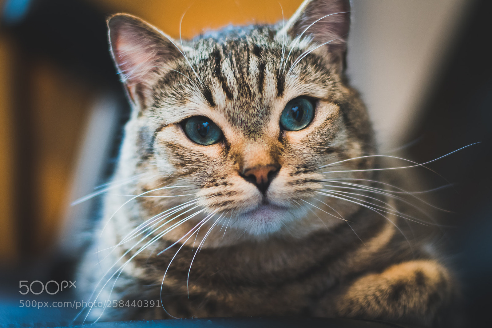 Nikon D500 sample photo. Relaxation photography