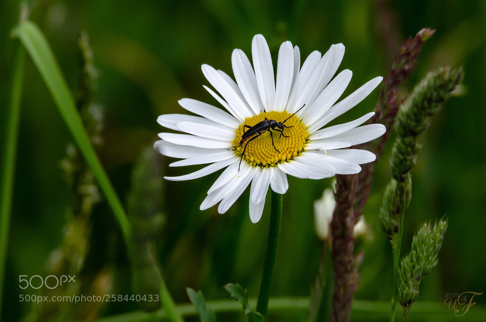Nikon D5100 sample photo. Margerite mit besuch photography