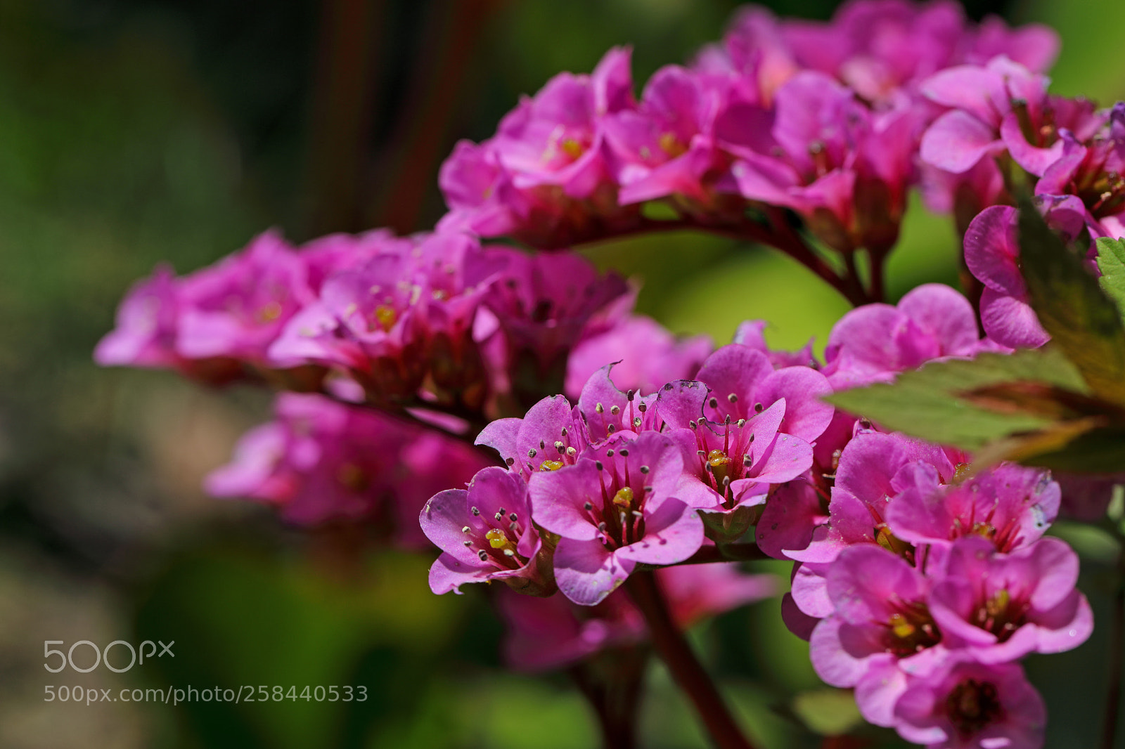 Canon EOS 5D Mark IV sample photo. Bergenia (bergenien) photography