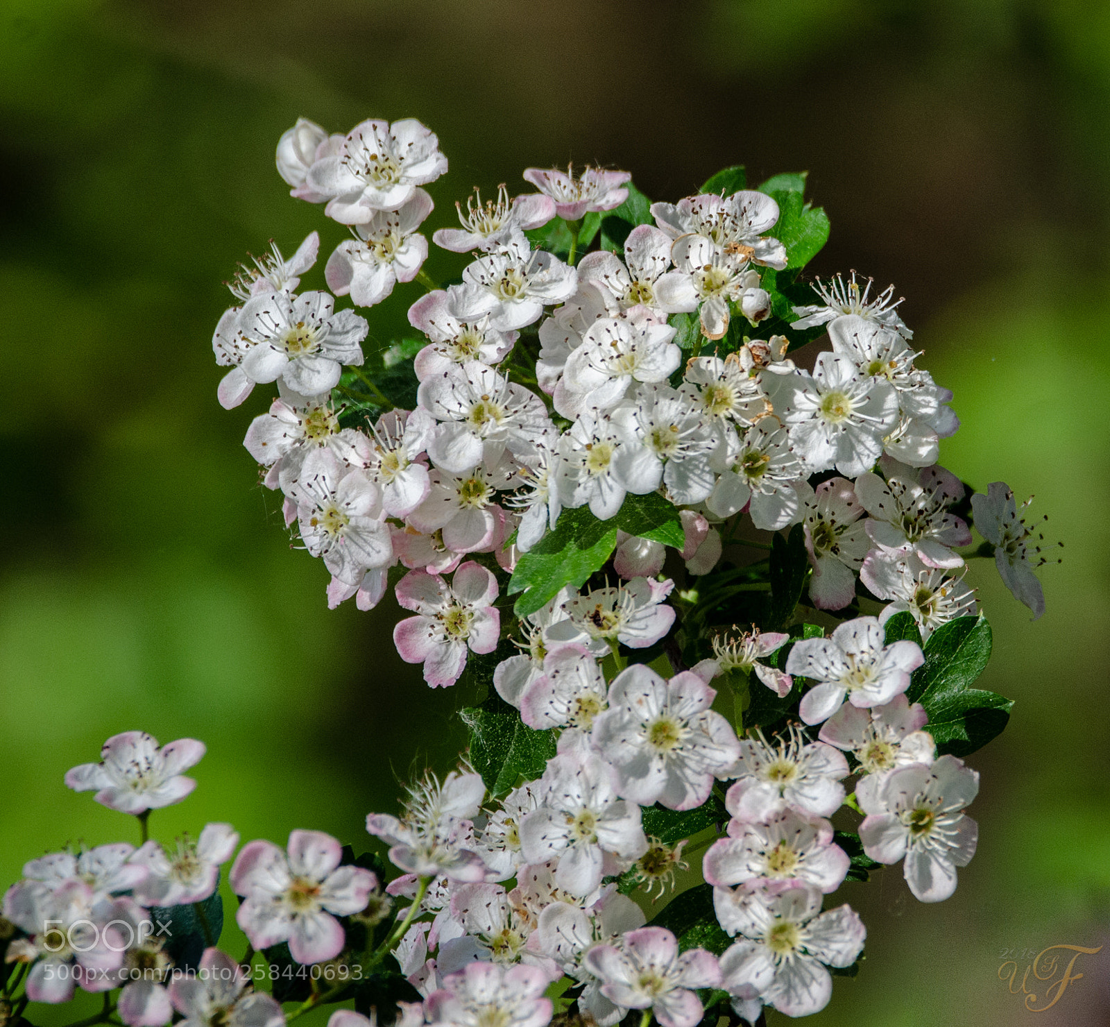 Nikon D5100 sample photo. Weißdornblüten photography