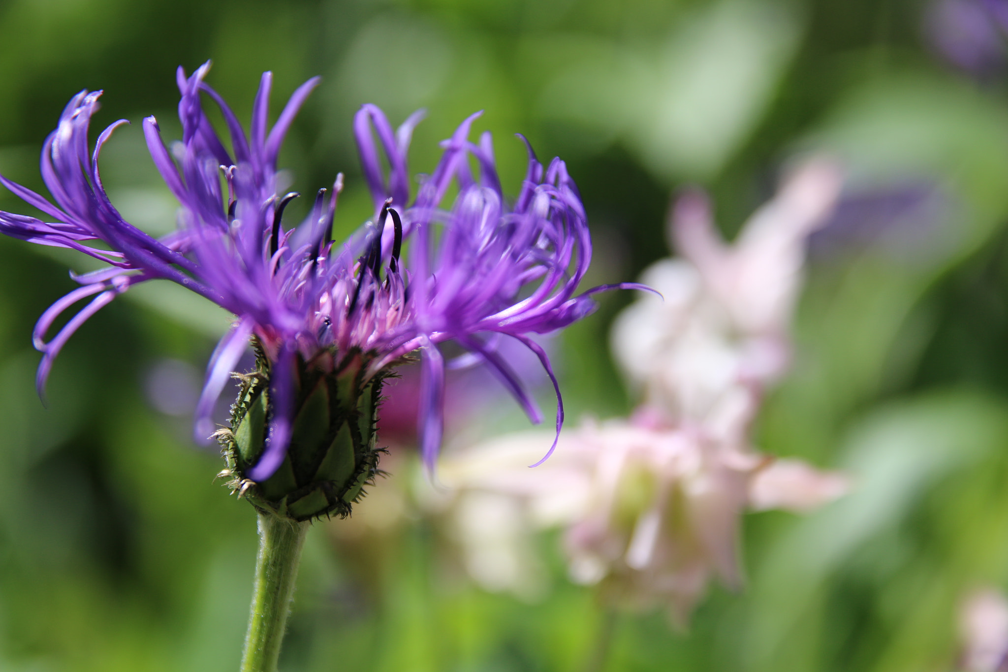 Sigma 17-70mm F2.8-4 DC Macro OS HSM sample photo. Spring photography