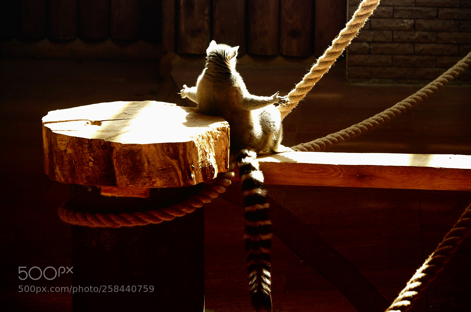Nikon D5100 sample photo. Lemur in rostov zoo photography