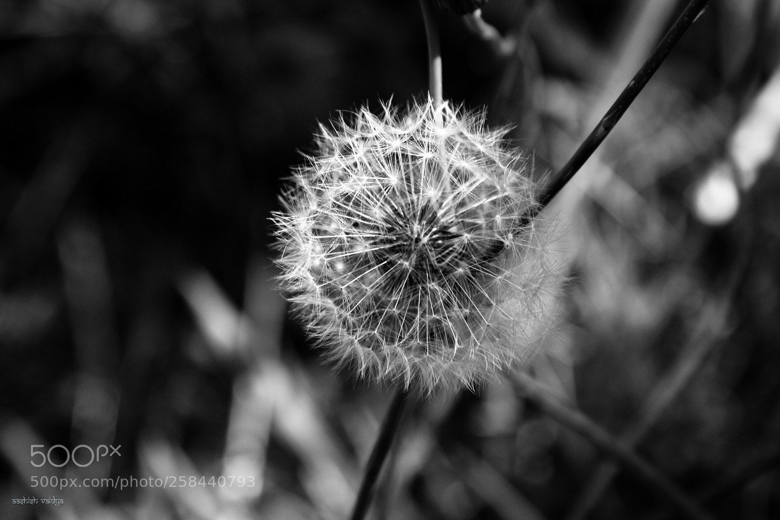 Canon EOS 600D (Rebel EOS T3i / EOS Kiss X5) sample photo. Dandelion photography