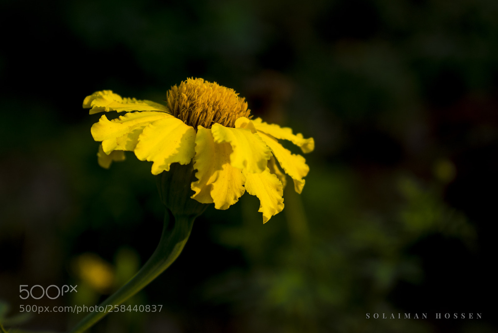 Nikon D5300 sample photo. Marigold photography