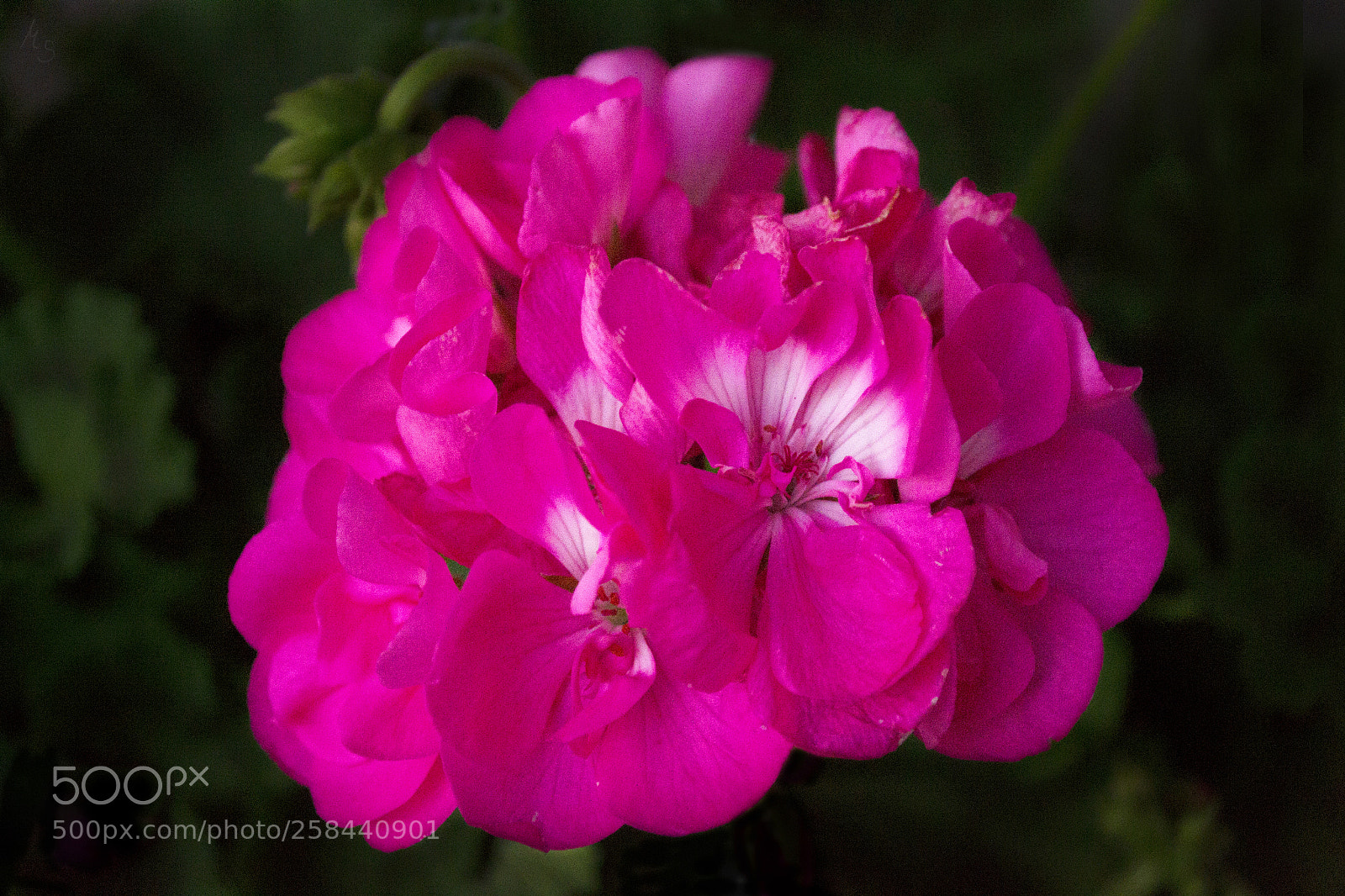 Nikon D3100 sample photo. Pink // colour photography