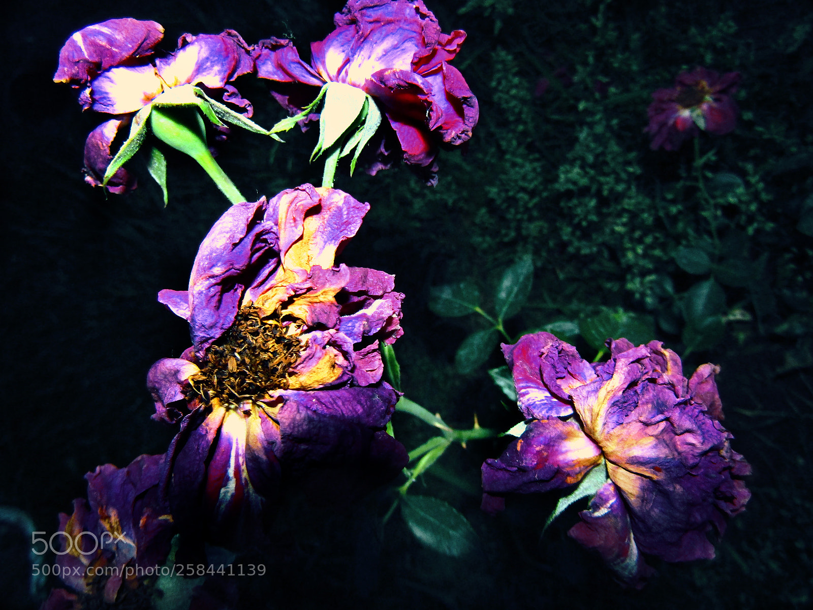 Canon PowerShot SX410 IS sample photo. Dying flowers. photography