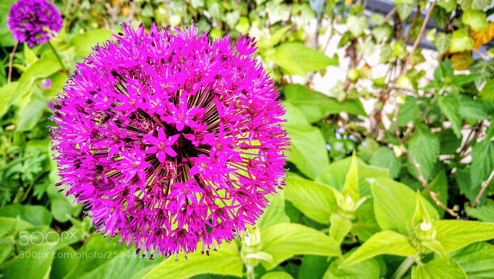 HUAWEI P9 sample photo. Untitled photography