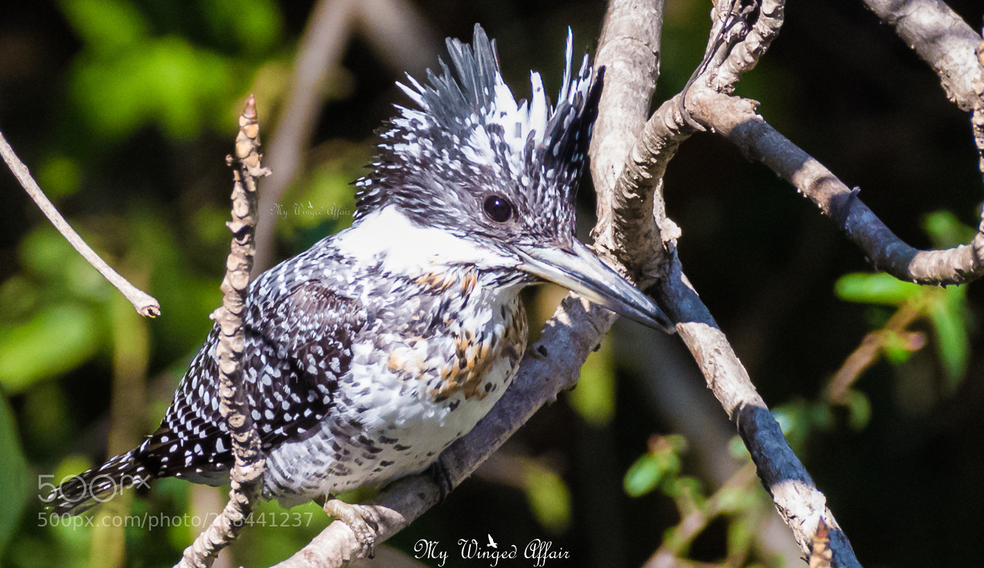Nikon D610 sample photo. Crested kingfisher photography