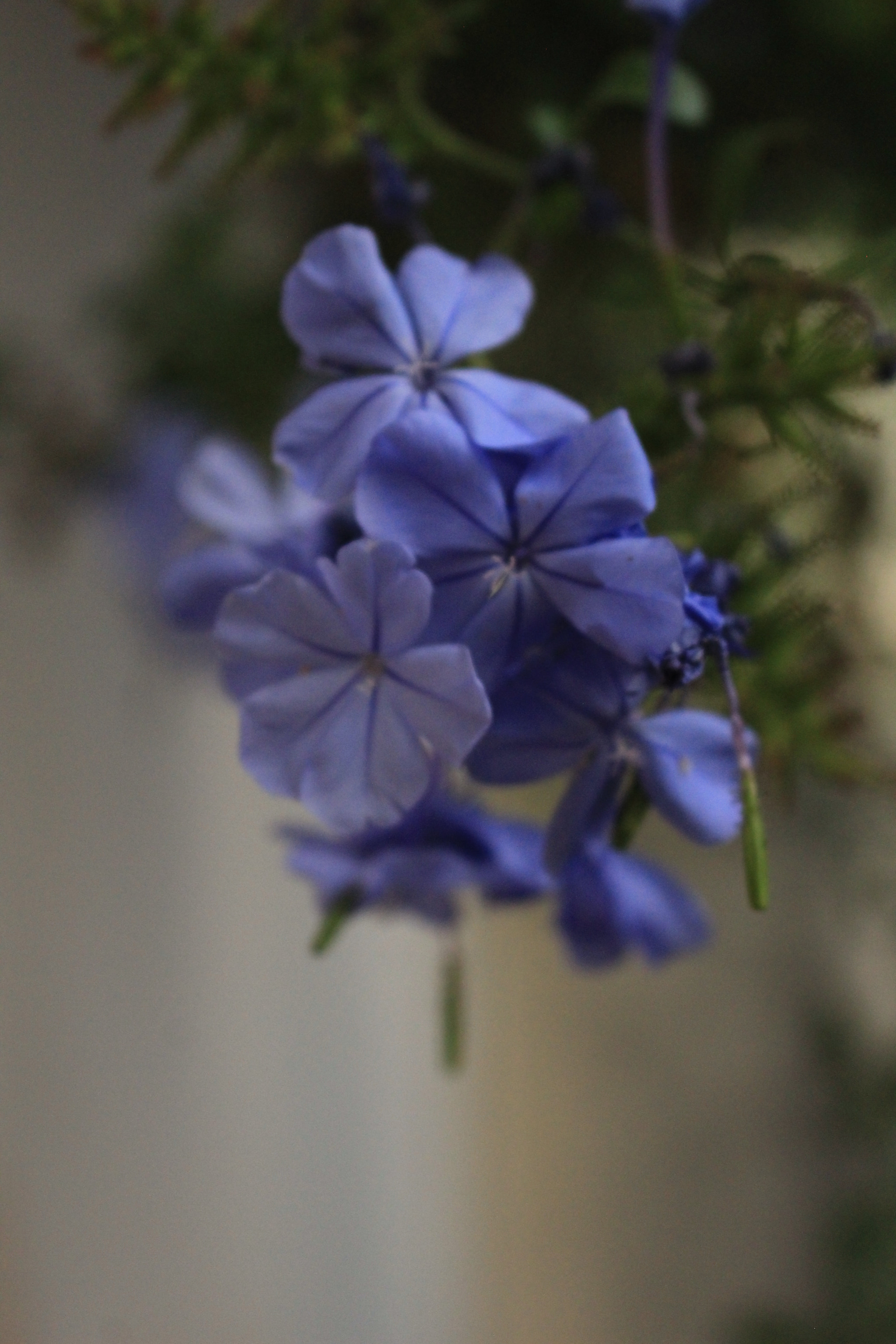 Canon EOS 1200D (EOS Rebel T5 / EOS Kiss X70 / EOS Hi) sample photo. Img photography