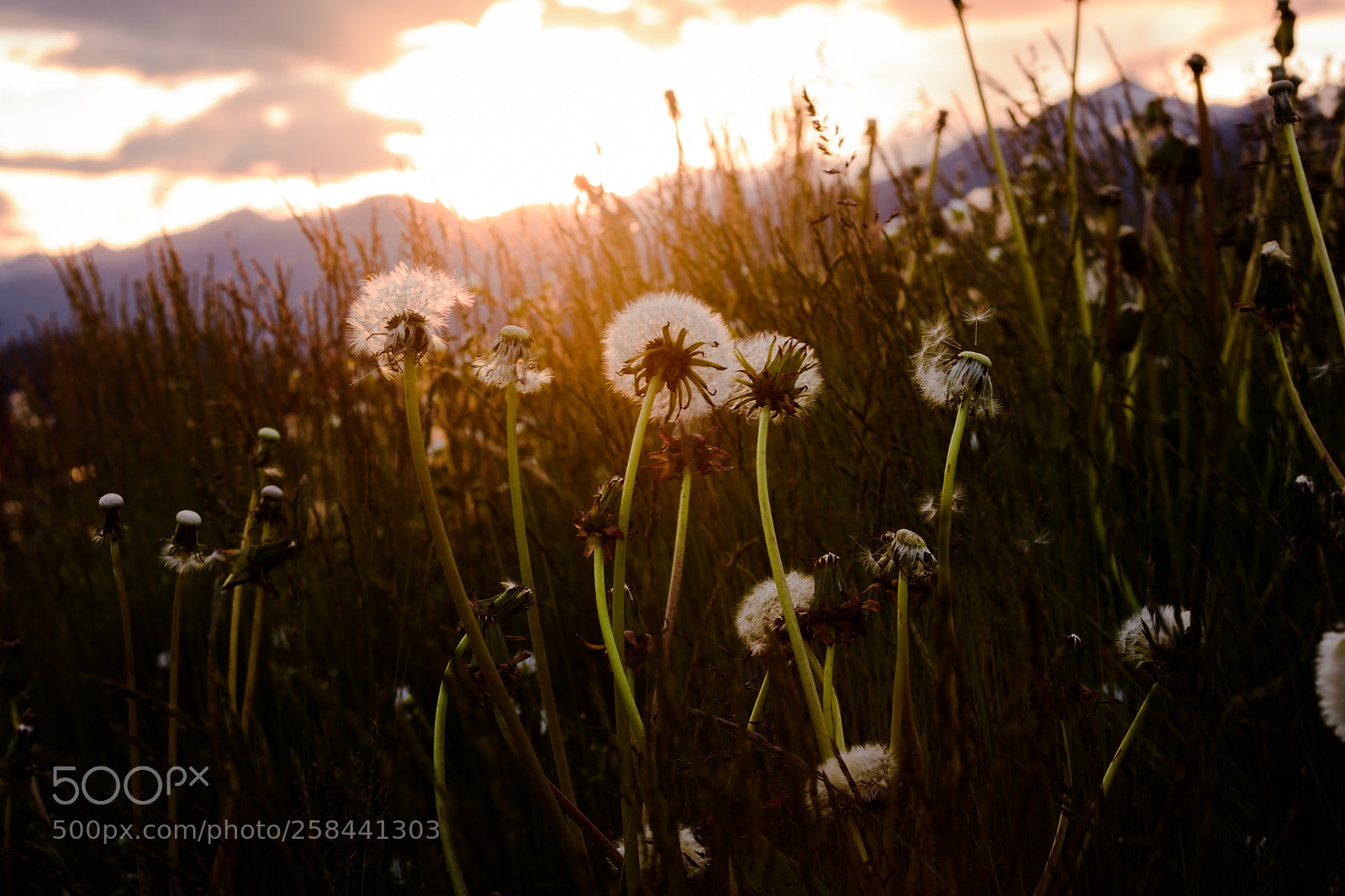 Nikon D7200 sample photo. Warm spring photography