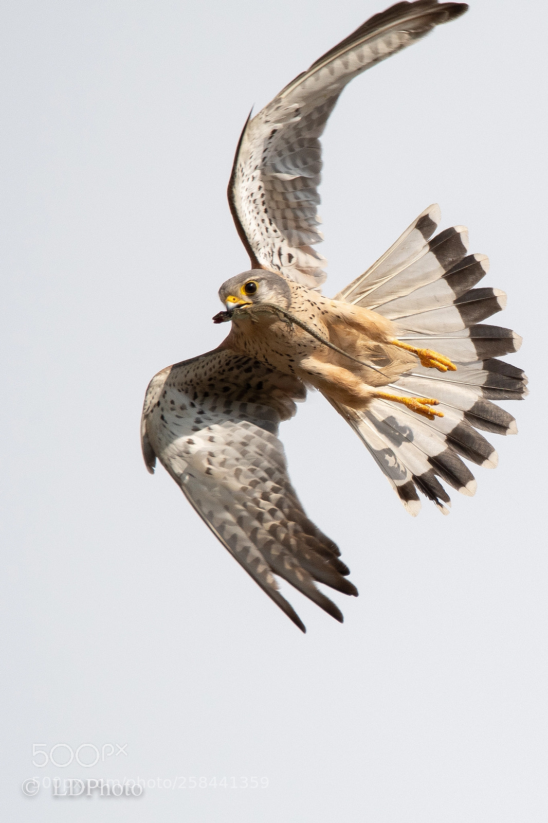 Nikon D500 sample photo. High key kestrel photography