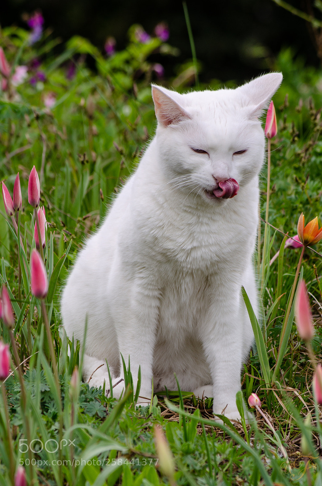 Nikon D5100 sample photo. Wo ist die maus photography