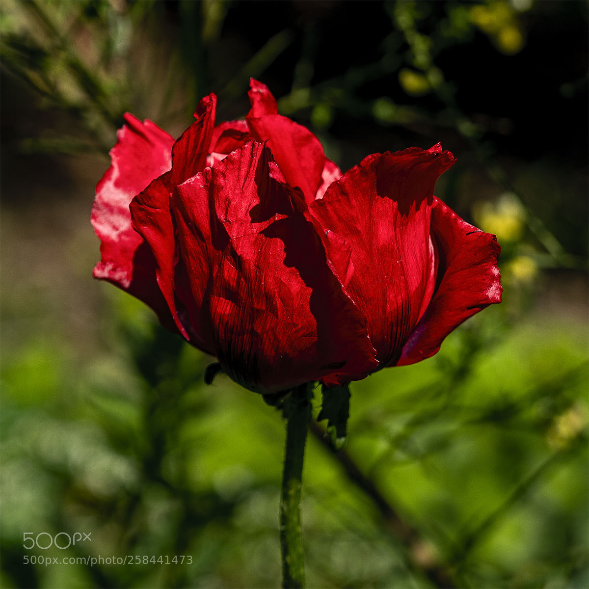 Sony a6300 sample photo. Blüten 180518-002 photography