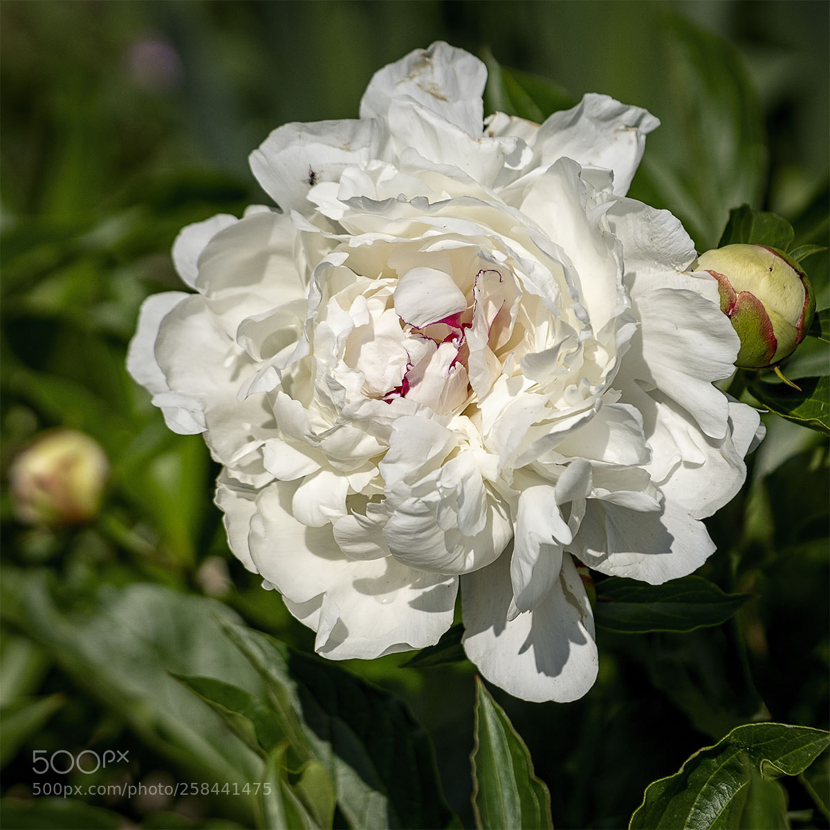 Sony a6300 sample photo. Blüten 180518-004 photography