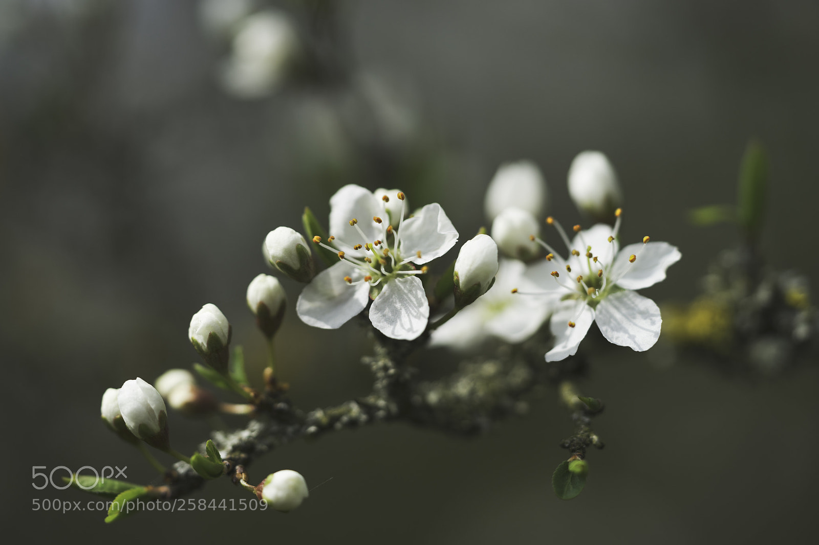 Sony a7 II sample photo. Flowers photography