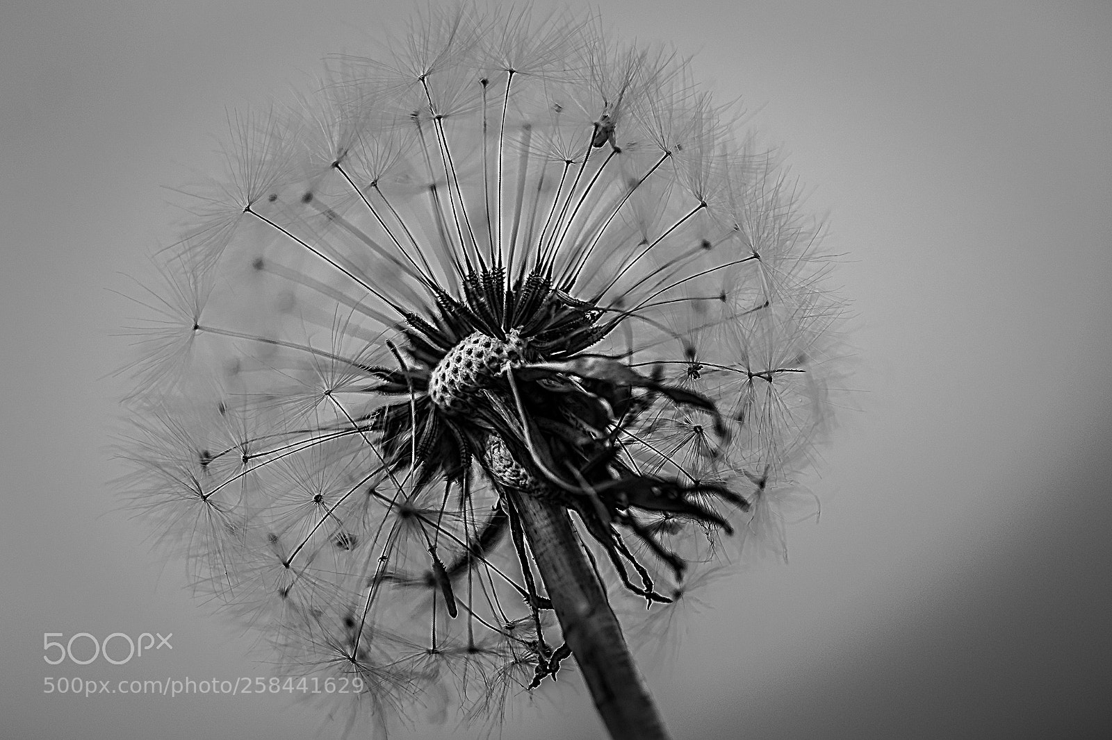 Nikon D750 sample photo. Flower photography