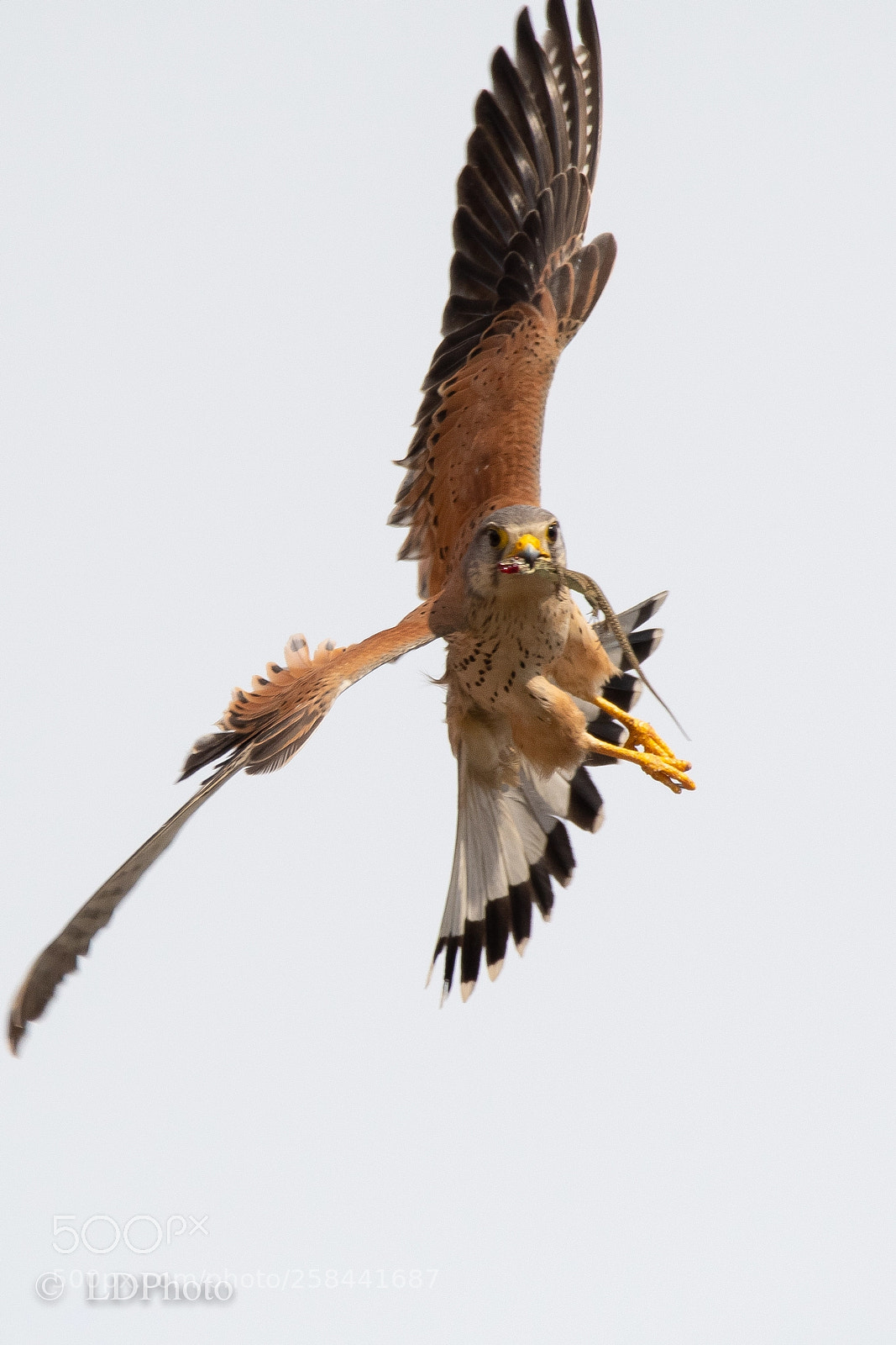 Nikon D500 sample photo. High key kestrel photography