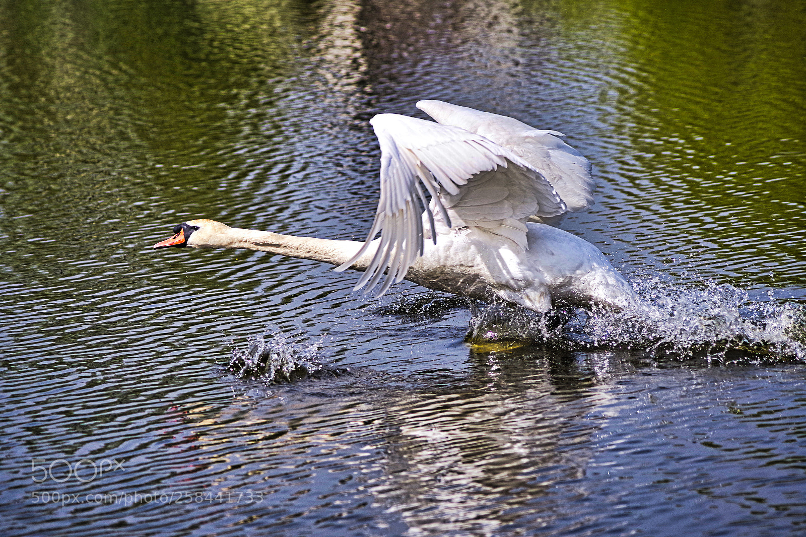 Pentax K-1 sample photo. Swan photography