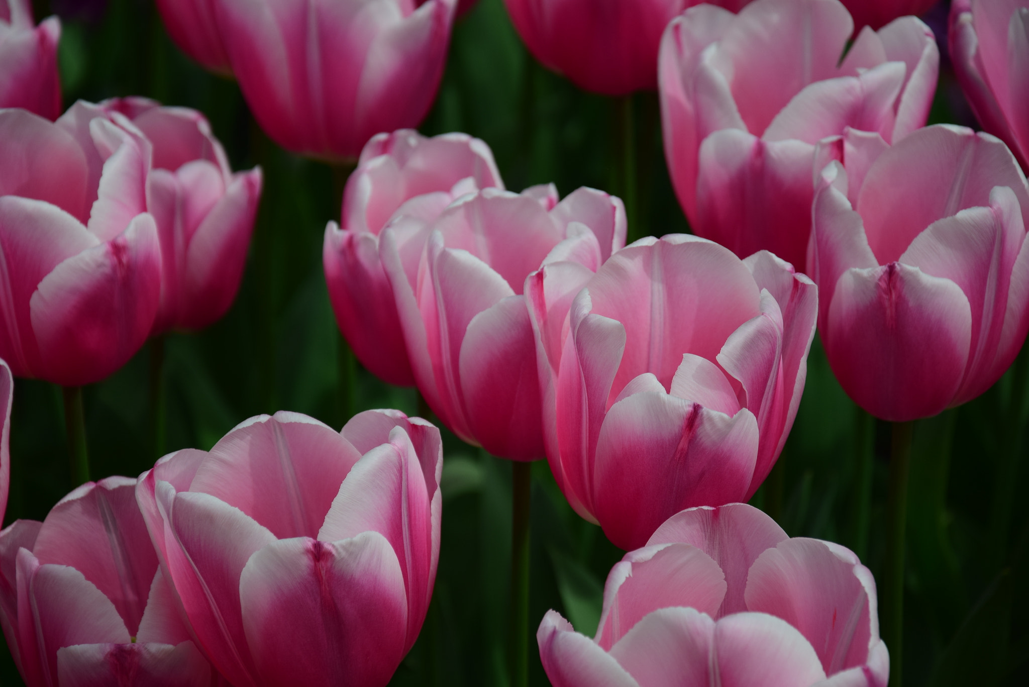Nikon D5300 sample photo. Close up pink tulips photography